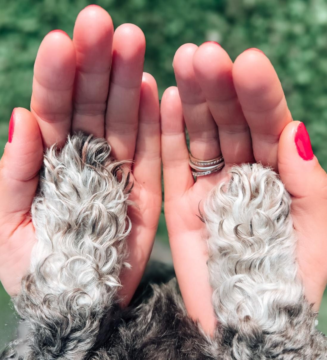 Heilerin Susan, Energieheilerin Susan heiler deutschland,Heilung für Tiere, Körper, Geist und Seele, Tierheilung, Tier, heiler Stralsund, heiler MV, Energieheilerin Susan,